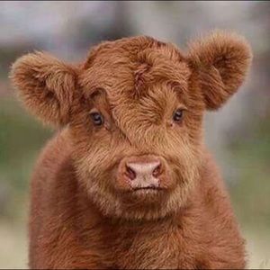 Meet your Posher, Owen